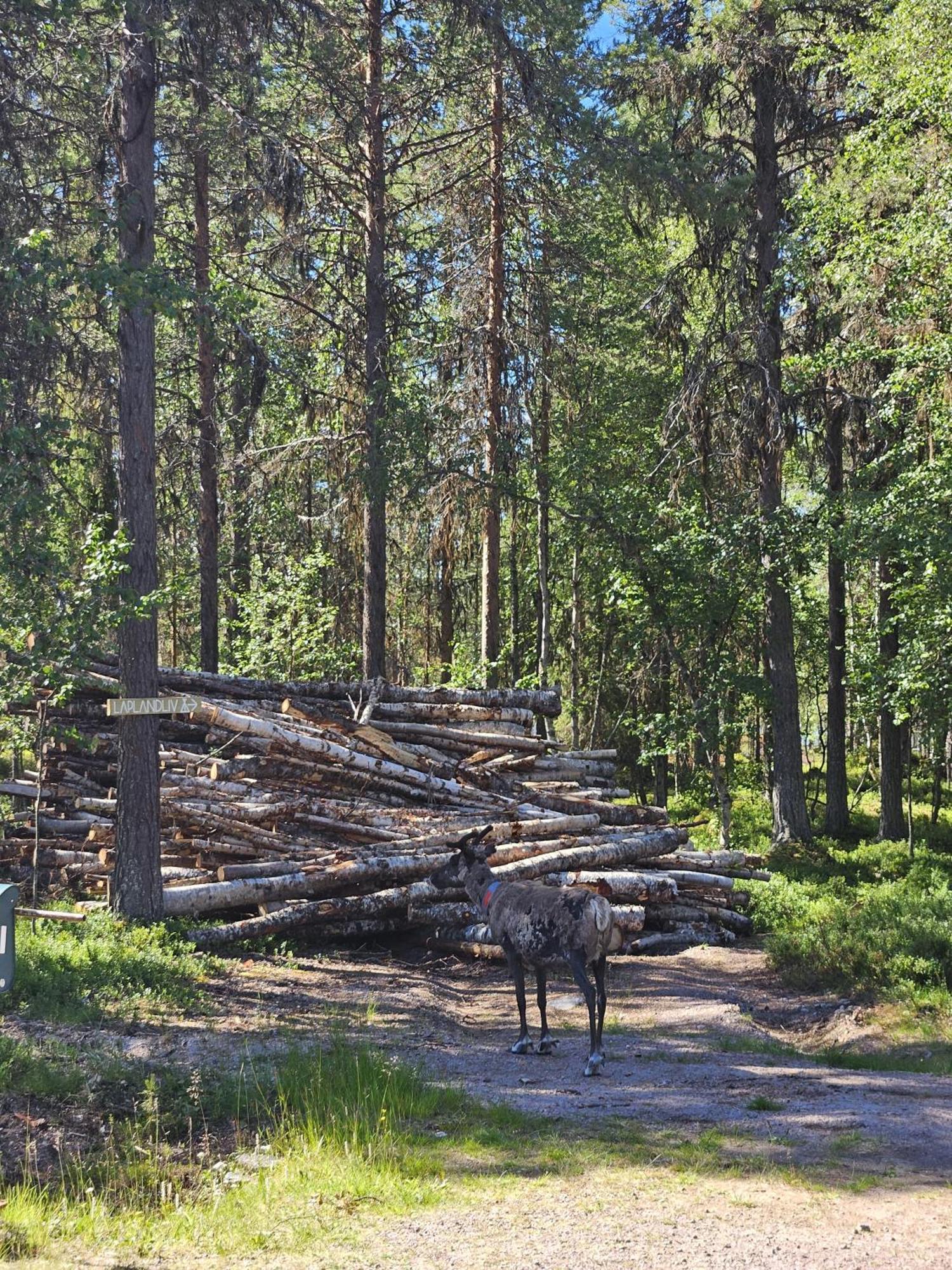 Laplandliv Glampingtent With Private Sauna At The Lake! *